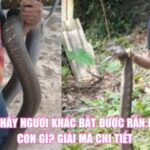 Mơ Thấy Người Khác Bắt Được Rắn Đánh Con Gì? Giải Mã Chi Tiết