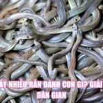 Mơ Thấy Nhiều Rắn Đánh Con Gì? Giải Mã Từ Dân Gian
