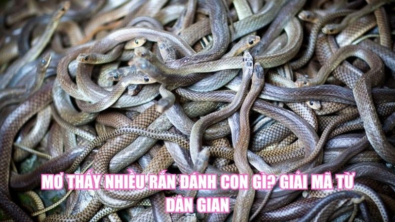 Mơ Thấy Nhiều Rắn Đánh Con Gì? Giải Mã Từ Dân Gian