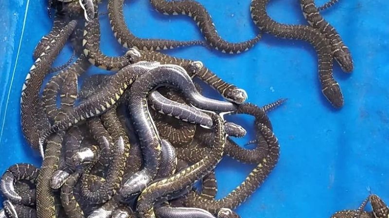 Mơ Thấy Nhiều Rắn Đánh Con Gì?