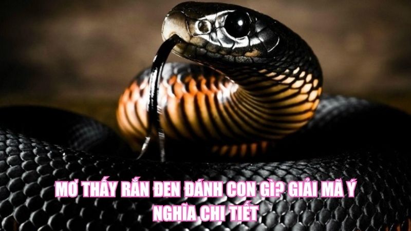 Mơ Thấy Rắn Đen Đánh Con Gì? Giải Mã Ý Nghĩa Chi Tiết