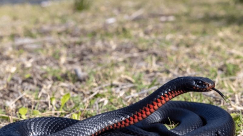 Mơ thấy rắn đen đánh con gì theo từng trường hợp chi tiết