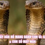 Mơ Thấy Rắn Hổ Mang Đánh Con Gì: Giải Mã & Con Số May Mắn