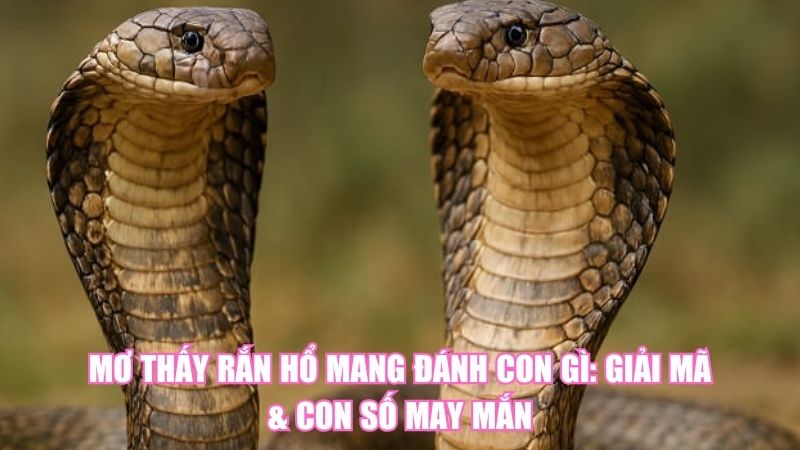 Mơ Thấy Rắn Hổ Mang Đánh Con Gì: Giải Mã & Con Số May Mắn