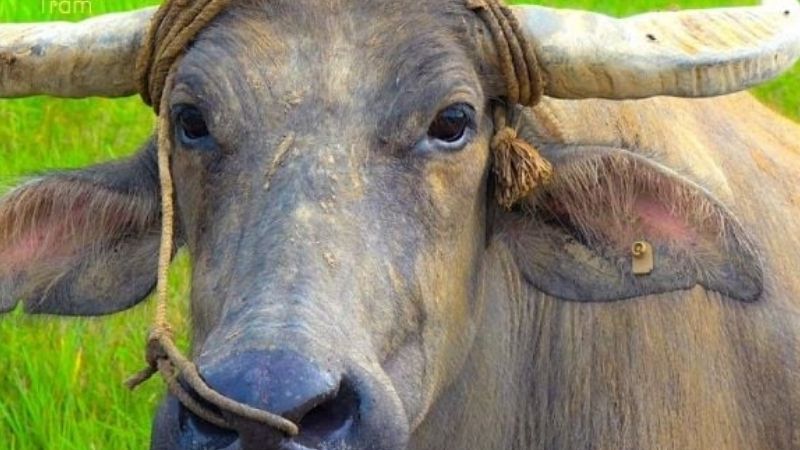 Mơ thấy trâu chung chung đánh con gì?