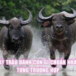 Mơ Thấy Trâu Đánh Con Gì Chuẩn Nhất Theo Từng Trường Hợp