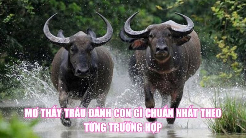 Mơ Thấy Trâu Đánh Con Gì Chuẩn Nhất Theo Từng Trường Hợp