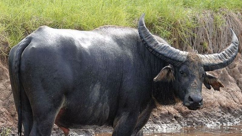 Mơ thấy trâu đánh con gì?