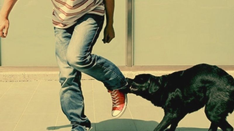 Nằm Mơ Thấy Chó Cắn Vào Chân Đánh Con Gì?