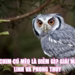 Thấy Chim Cú Mèo Là Điềm Gì? Giải Mã Tâm Linh Và Phong Thủy
