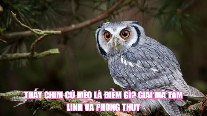 Thấy Chim Cú Mèo Là Điềm Gì? Giải Mã Tâm Linh Và Phong Thủy