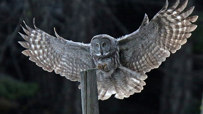 Thấy Chim Cú Mèo Là Điềm Gì Theo Dân Gian