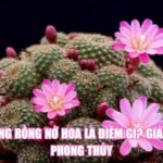 Xương Rồng Nở Hoa Là Điềm Gì? Giải Mã Phong Thủy