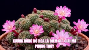 Xương Rồng Nở Hoa Là Điềm Gì? Giải Mã Phong Thủy
