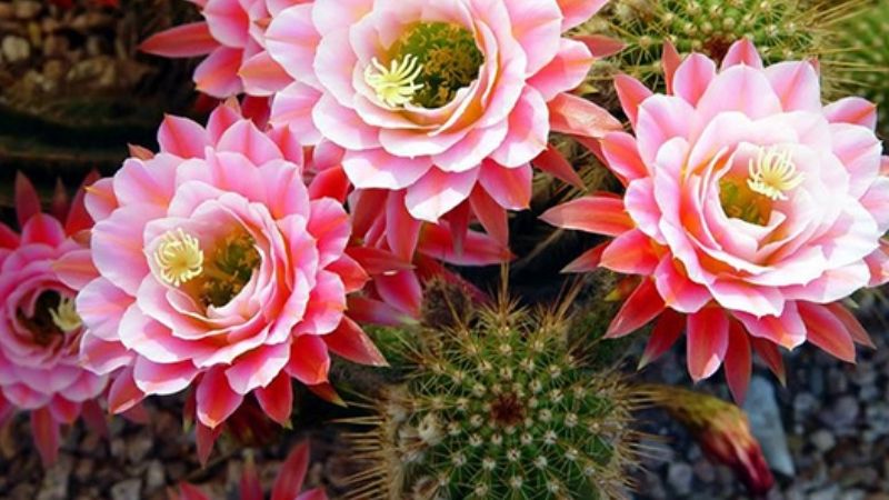 Xương Rồng Nở Hoa Là Điềm Gì?