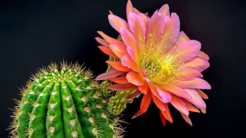 Xương Rồng Và Biểu Tượng Trong Đời Sống Con Người