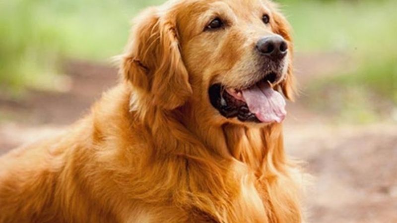 Ý nghĩa chung khi mơ thấy chó và con số may mắn ẩn sau