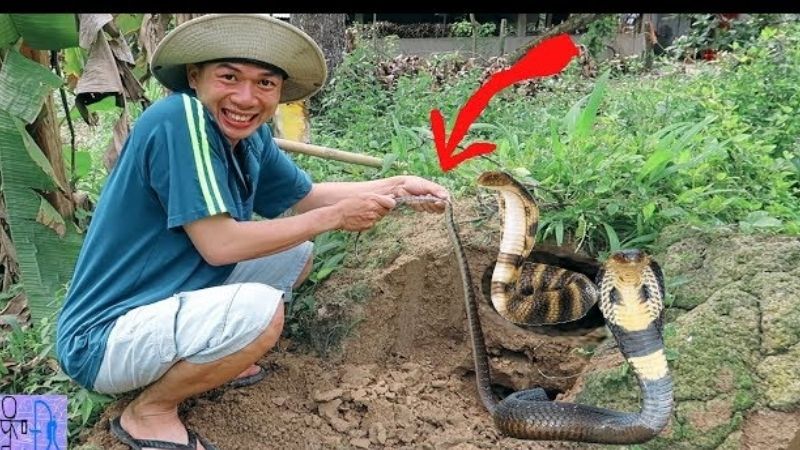 Ý nghĩa tổng quan khi mơ thấy người khác bắt được rắn